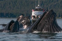 Image 1 of Whale watch Tour 