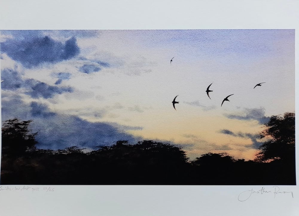 Image of Swifts- low, fast pass