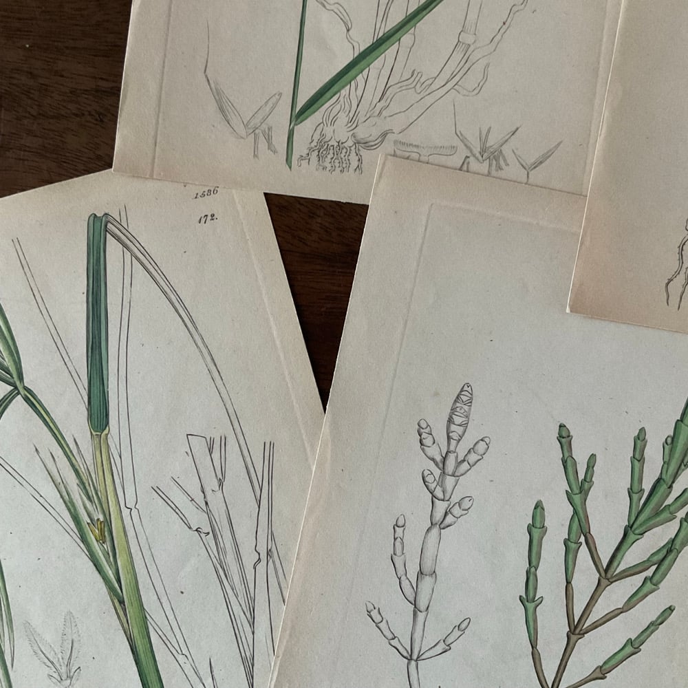 Image of Botanical Prints