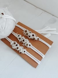 Image 7 of sun daisy