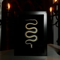 Image 1 of Udon Noodle - Snake Skeleton 