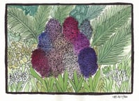 Image 2 of Hyacinth Garden