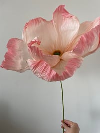 Image 1 of Fleur pavot Crespa à choisir - me contacter 