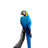 Blue & Gold Macaw 