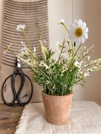 Image 2 of Wildflower in Terracotta Pot