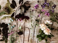 Image 5 of Flower, Cake & Coffee Morning. Sunday 17th May 10.30-12pm (max 4 places)