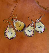 Image 3 of African Monarch Hindwings