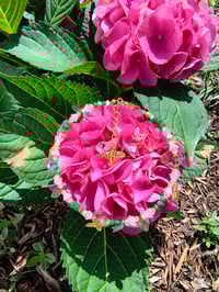 Image 2 of Bee-You-Tea-Full