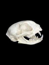 Image 1 of adult feral cat skull