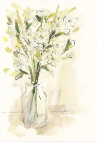 Narcissi