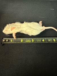 Image 1 of Crawler/Rat Pup