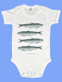 Image 1 of Body SARDINE