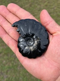 Image 9 of Black Ammonite Fossil With Pyrite #2634
