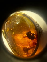 Image 2 of Amber Beetle