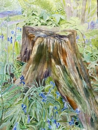 Image 2 of 'Secrets Of Tree Rings' Print