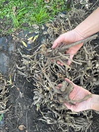 Image 2 of Gypsophila Paniculata - bare roots 