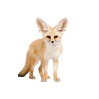Fennec Fox