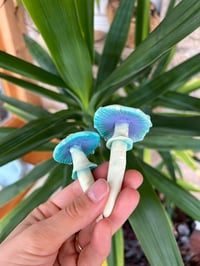 Image 4 of Drippy Glow Mushroom Stakes