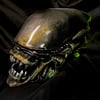 1:1 Scale Xenomorph Warrior Trophy Head