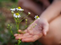 Chamomile 