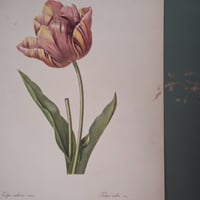 Image 6 of Planches  Anciennes les fleurs de Redouté 