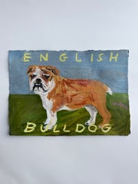 English bulldog