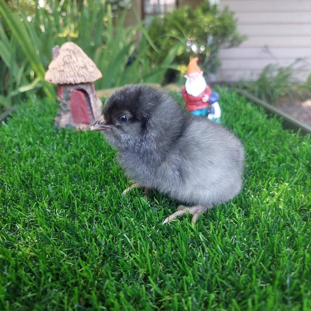 Image of CHICKS AMERICANA 🐣🪺 (MONTH OLD)