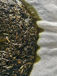 Image 4 of GARDEN OF WASILAAH | Anti-Inflammatory Clarifying Concentrate