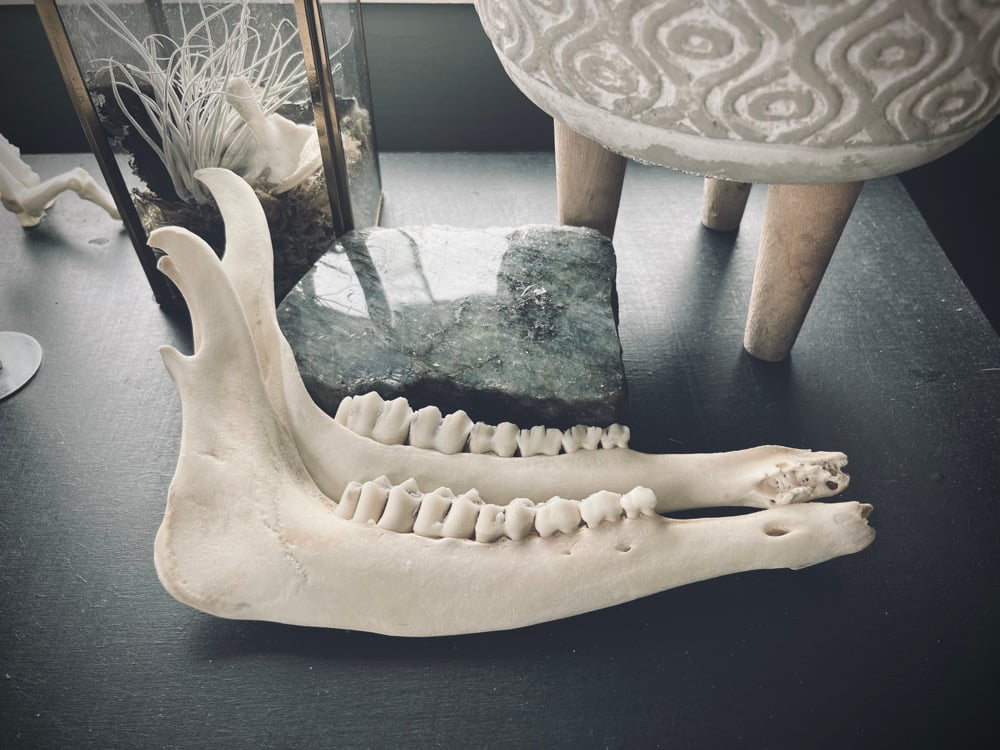 Image of Fallow Jaw Bones 