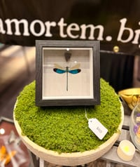 Image 1 of Metalwing Dragonfly 