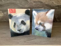 Image 2 of Pandas