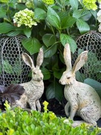 Image 2 of Sitting Hare with Raised Paw