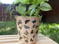 Image 1 of Vining Peperomia in Butterfly Pot