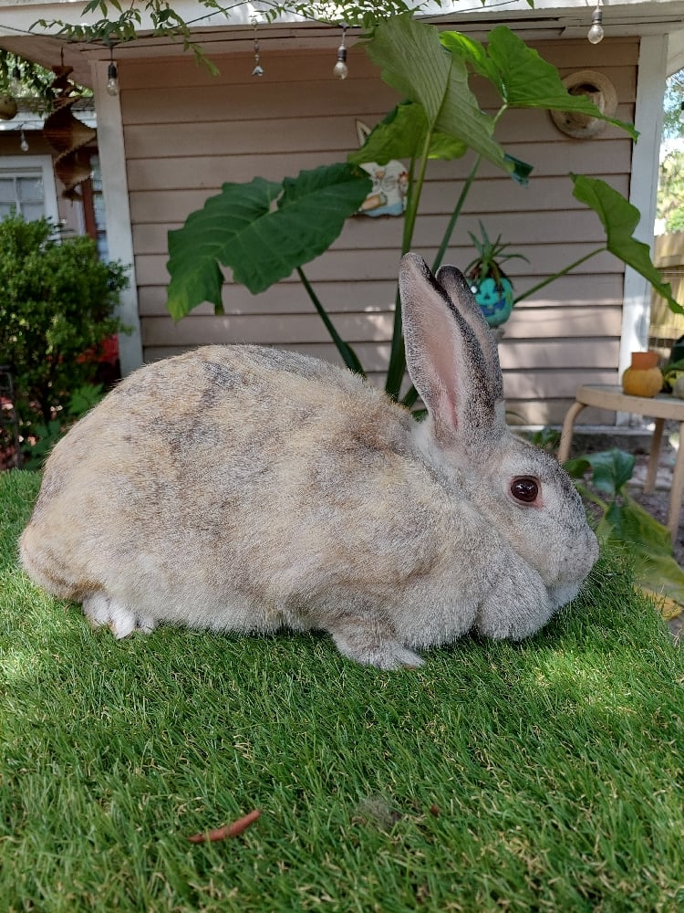 Image of Flemish Giant 1 (Fixed)