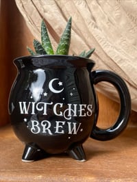 Image 1 of Lace Aloe in Witches Brew Cauldron  