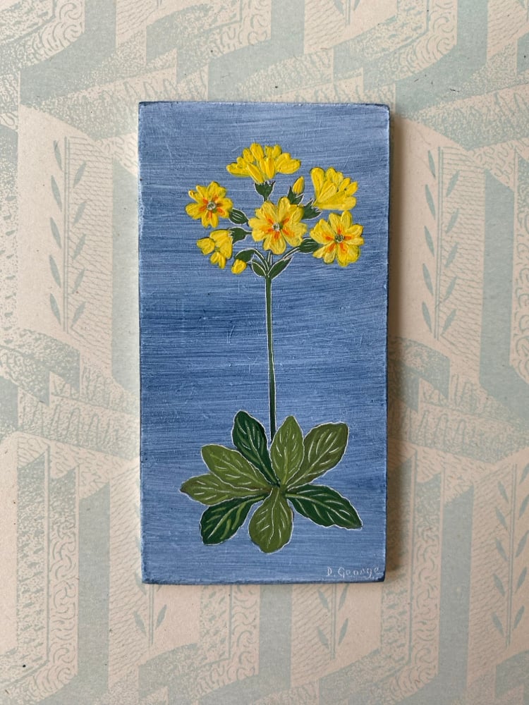 Image of Birdseye Primrose