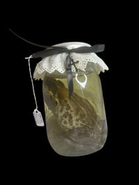 Image 1 of adult cane toad jar
