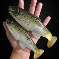 Image 3 of Roma Trout - Summer Trout