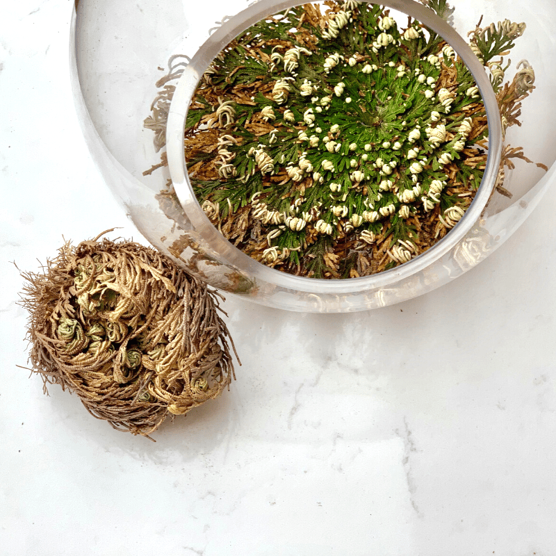 Image of Rose or Jericho
