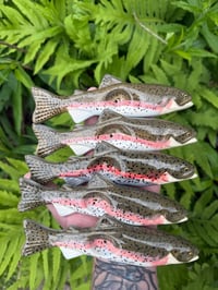 Rainbow Trout 2.0