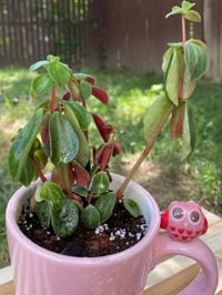 Image 1 of Red Log Peperomia in Pink Double Owl Mug