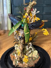 Image 4 of jewel beetle dome