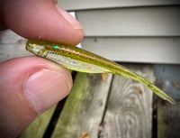 Image 2 of 2” Tracer Shad’s - SOLAR MELONS