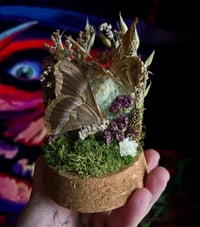 Image 1 of Eri Silkmoth & Large Flourite Cloche 