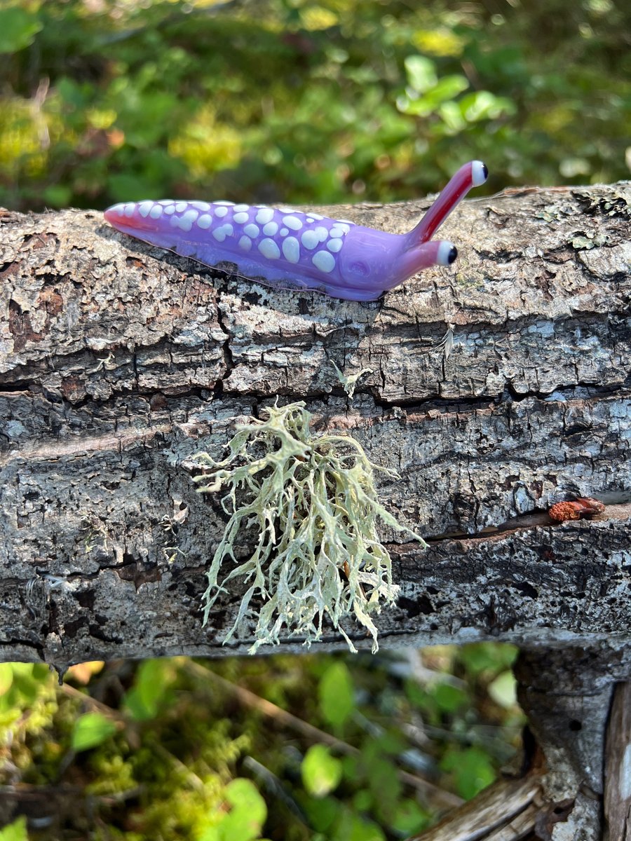 Image of Purple Boro Slug