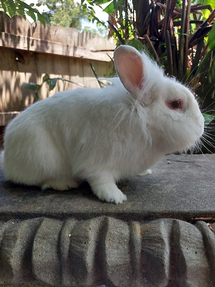 Image of Chichi (M)