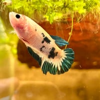 Image of Galaxy Tiger Koi HMPK