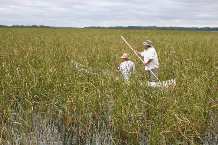 GRASS ROOTS! TRUE Native American WILD Rice-Bones-Muscle-Low Glycemic-Heart [1/4 Lb.-1/2 Lb.]