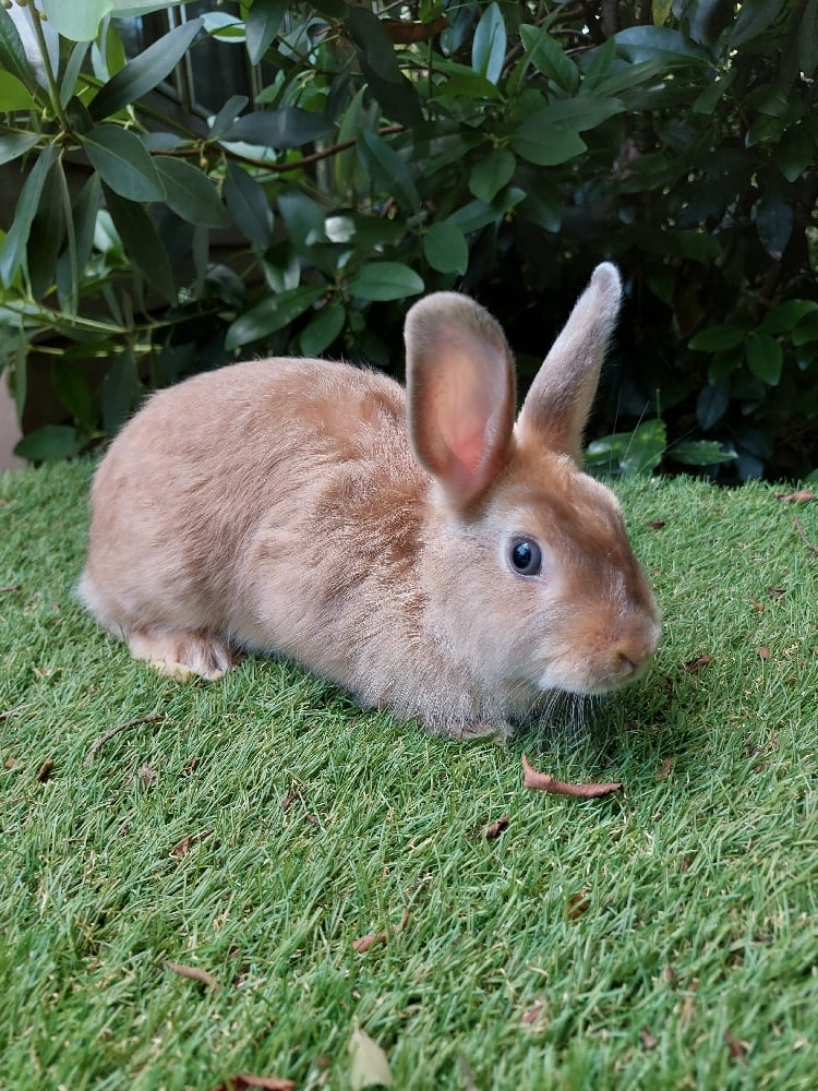 Image of Ember (F)