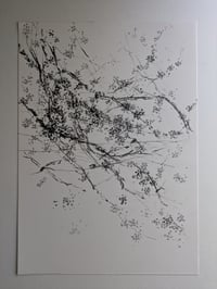 Blackthorn blossom I
